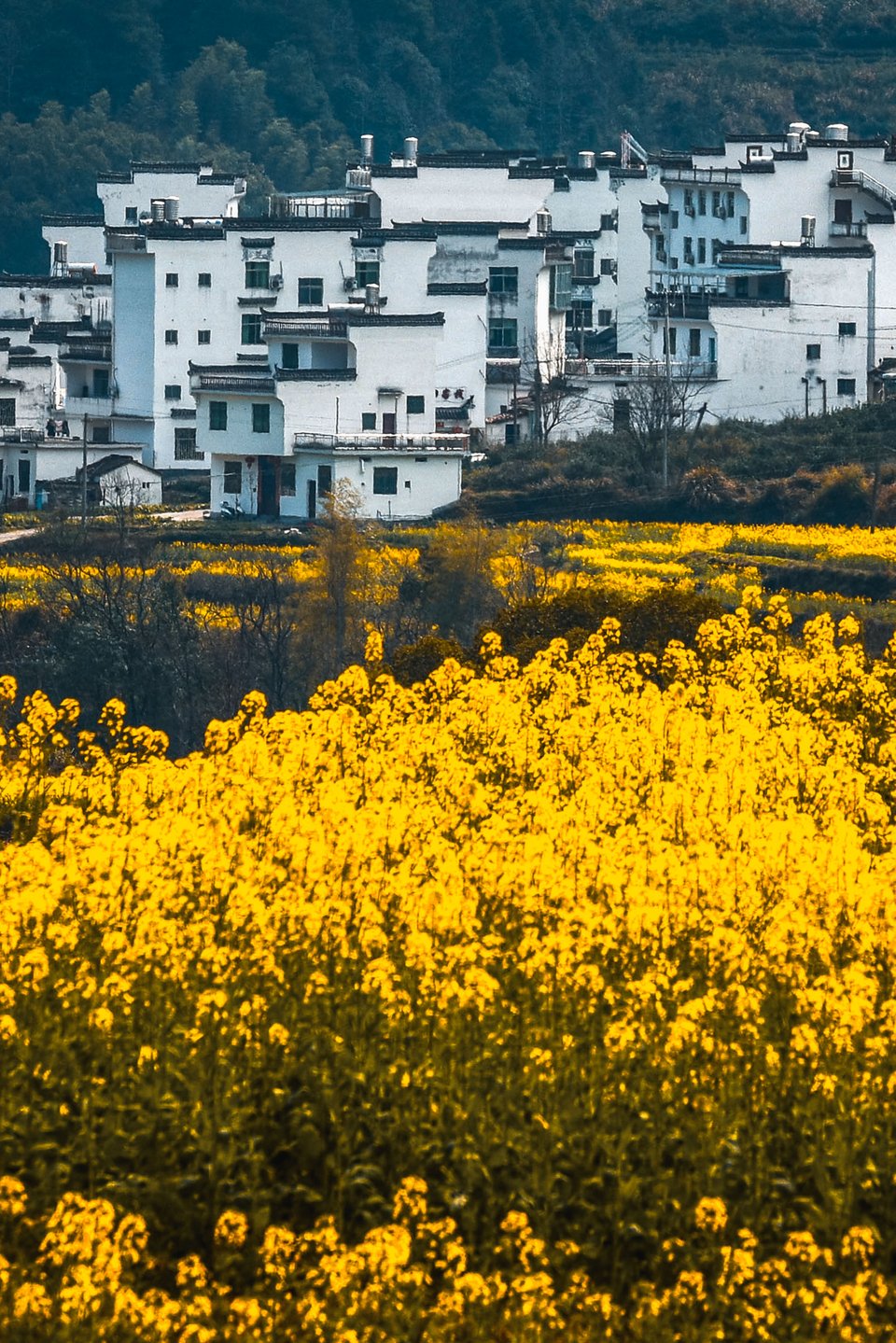 江岭梯田油菜花的氛围照片