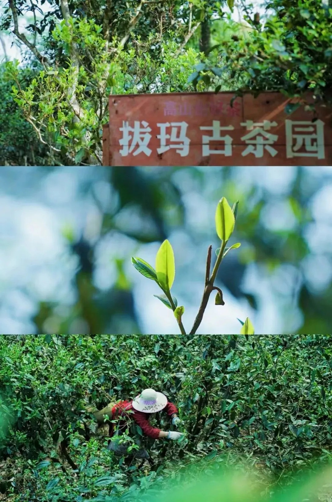 南糯山古茶园的氛围照片