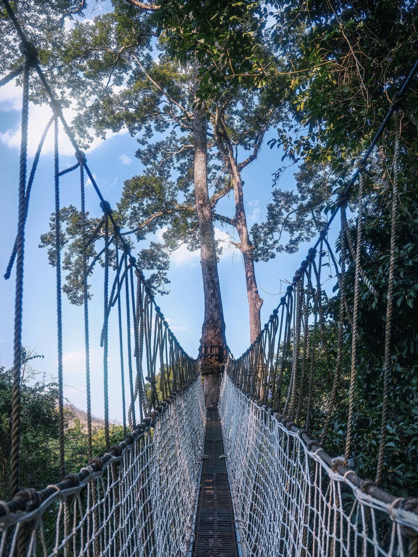 望天树景区（北纬 21° 雨林）的氛围照片